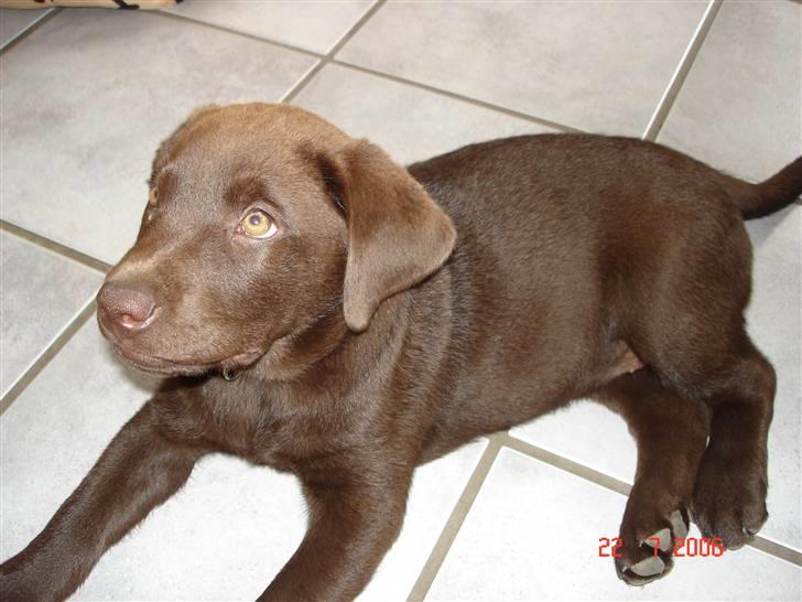 Labrador retriever Vanda billede 2