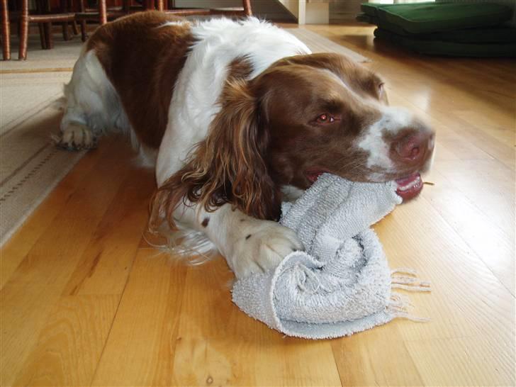 Engelsk springer spaniel Luie billede 19