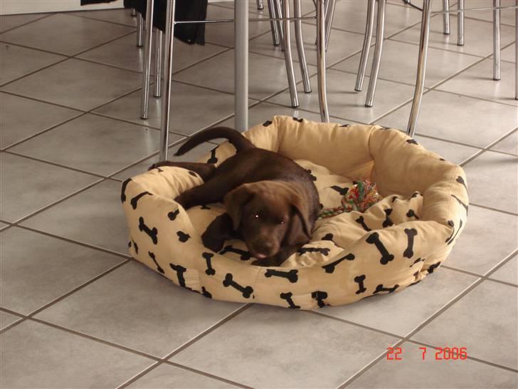 Labrador retriever Vanda billede 3