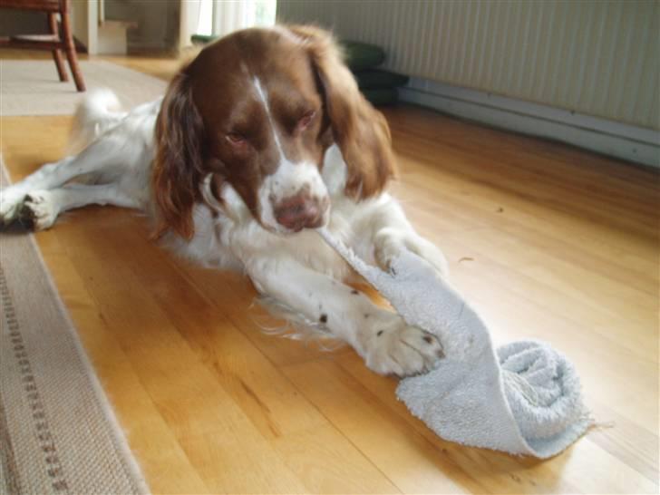 Engelsk springer spaniel Luie billede 20