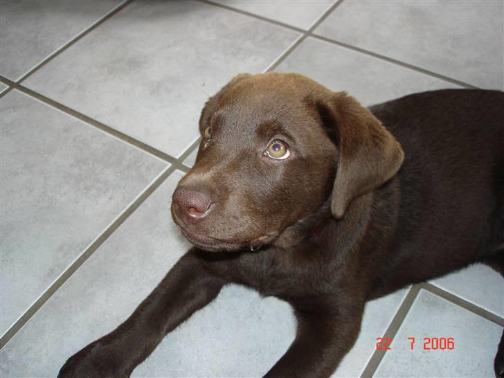 Labrador retriever Vanda billede 4
