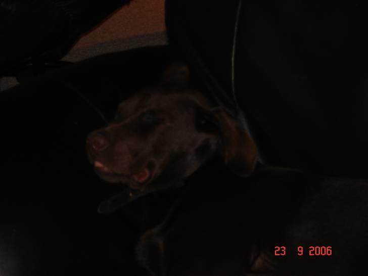 Labrador retriever Vanda billede 5