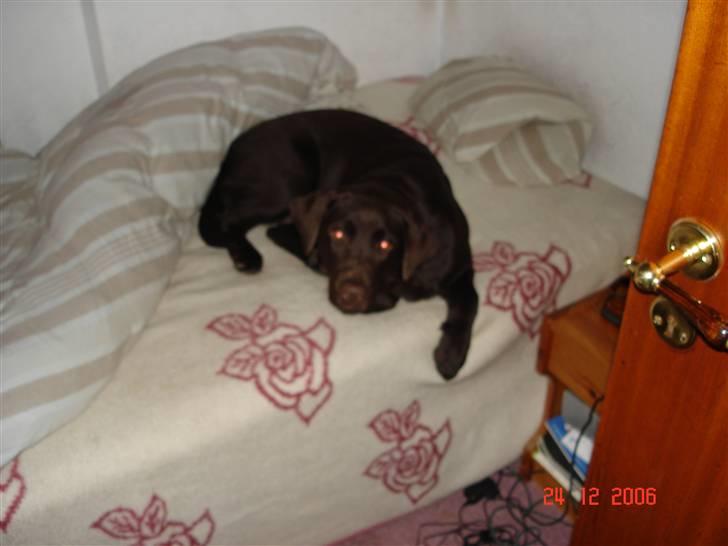 Labrador retriever Vanda billede 6