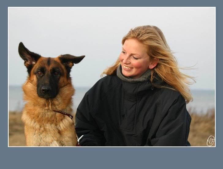 Schæferhund Sidney billede 2