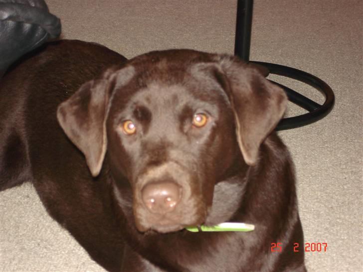 Labrador retriever Vanda billede 7