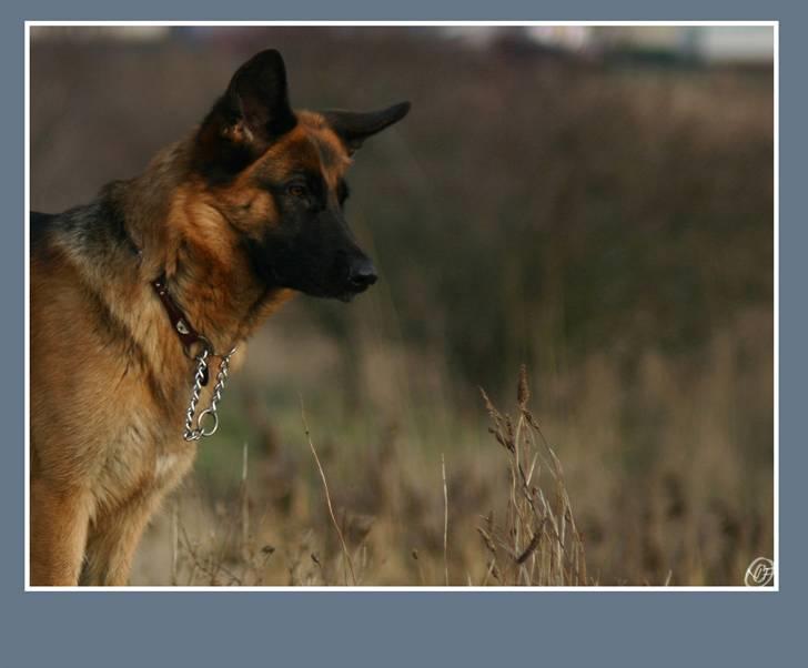 Schæferhund Sidney billede 3
