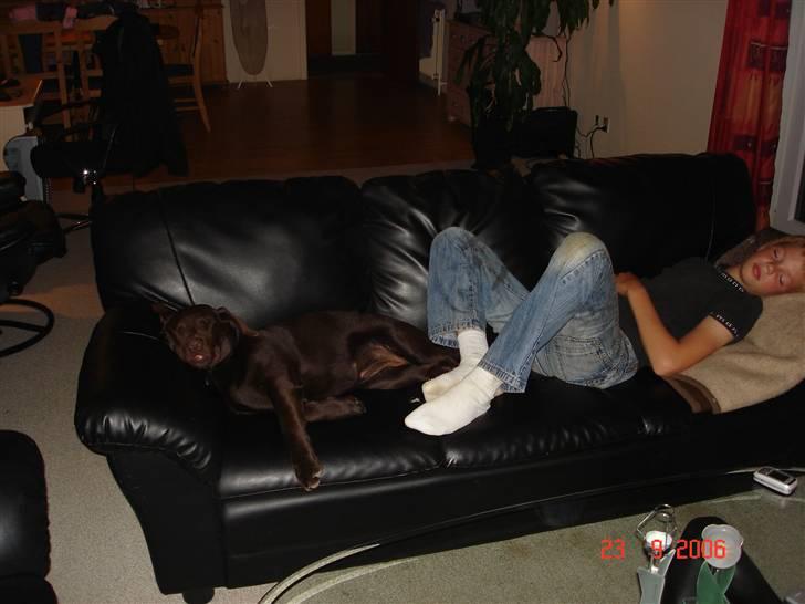 Labrador retriever Vanda billede 8