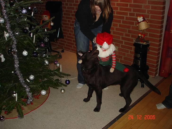 Labrador retriever Vanda billede 9