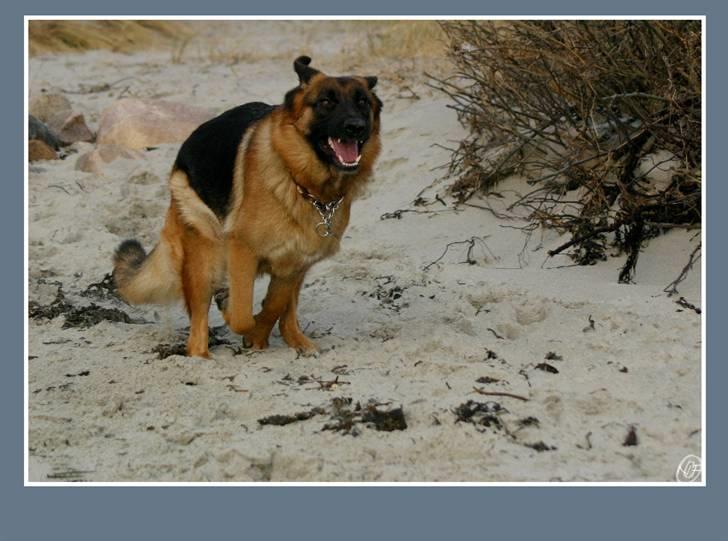 Schæferhund Sidney billede 4