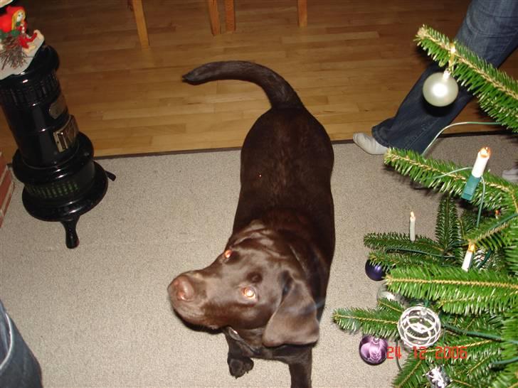 Labrador retriever Vanda billede 10