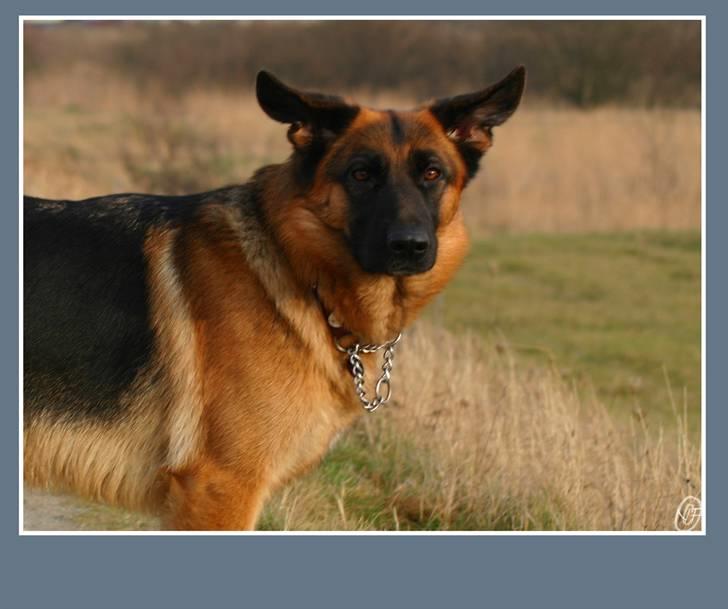 Schæferhund Sidney billede 5