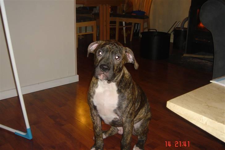 Amerikansk bulldog Topp's Magic Igor RIP - Igor 4 mdr billede 1