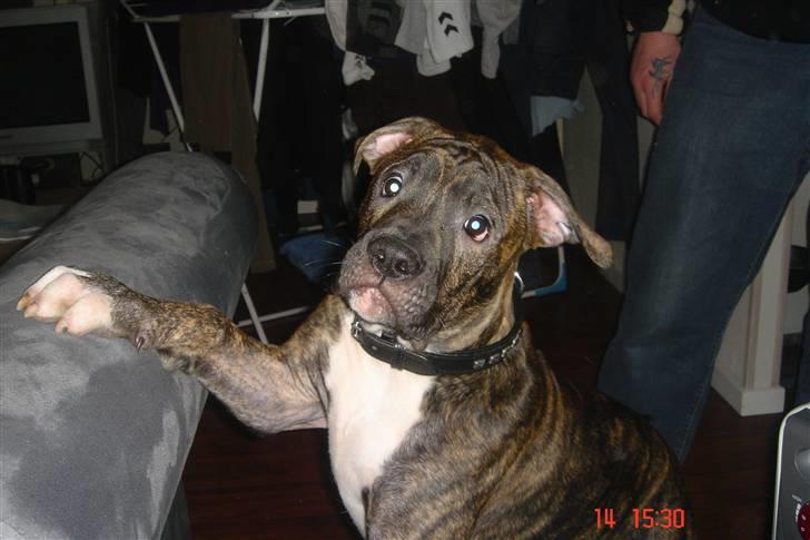 Amerikansk bulldog Topp's Magic Igor RIP billede 2