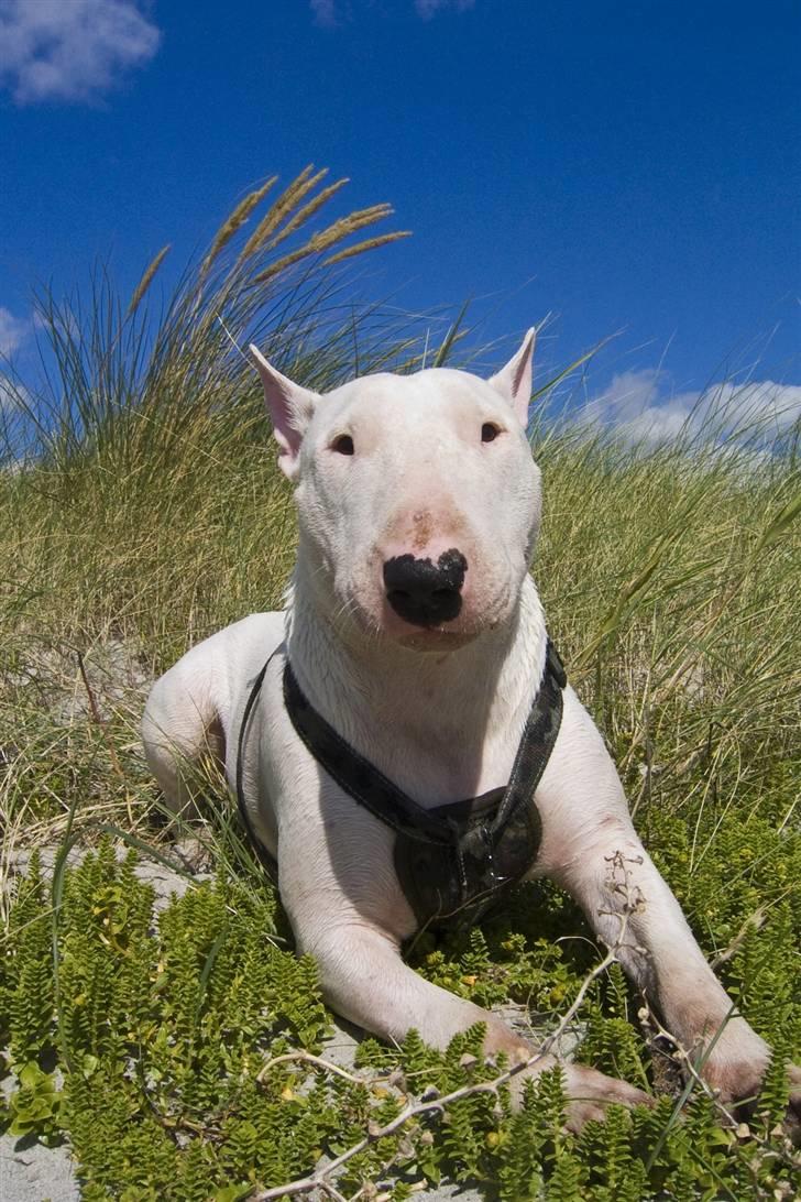 Bullterrier  Malou billede 1
