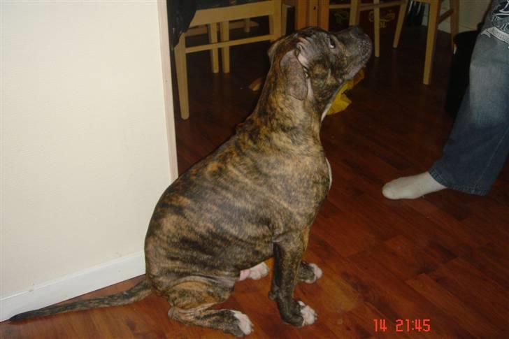 Amerikansk bulldog Topp's Magic Igor RIP billede 3