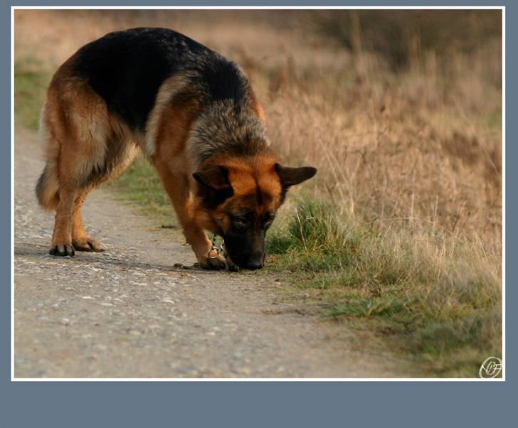 Schæferhund Sidney billede 6