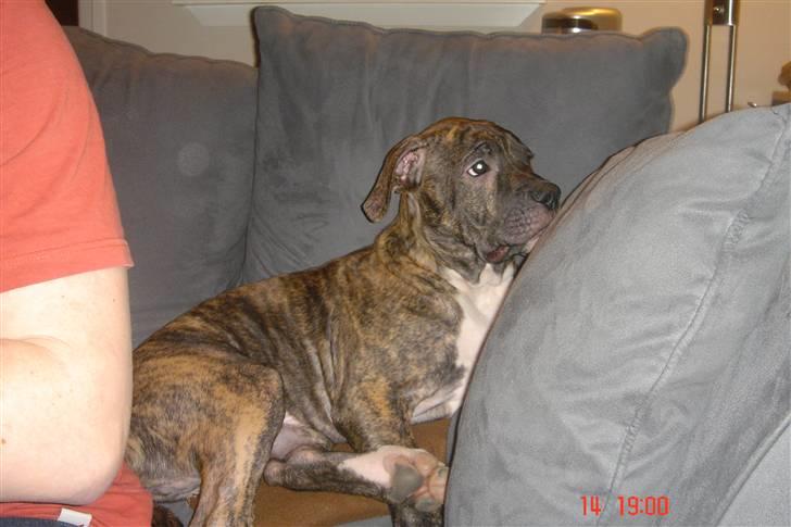 Amerikansk bulldog Topp's Magic Igor RIP - Lille Igor i en sofa billede 4