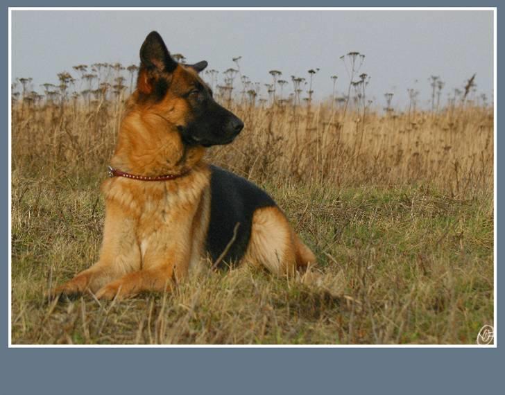 Schæferhund Sidney billede 7