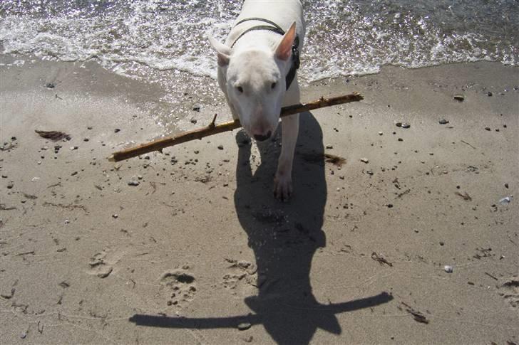 Bullterrier  Malou billede 2