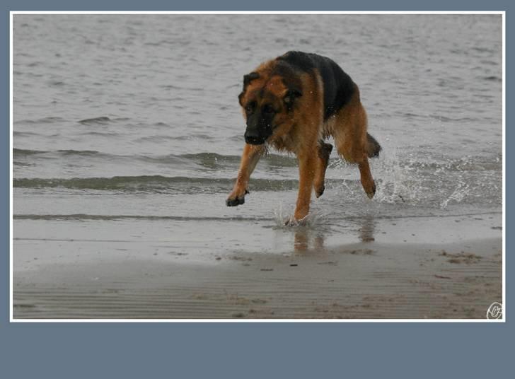 Schæferhund Sidney billede 8