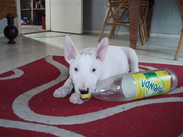 Bullterrier  Malou billede 3