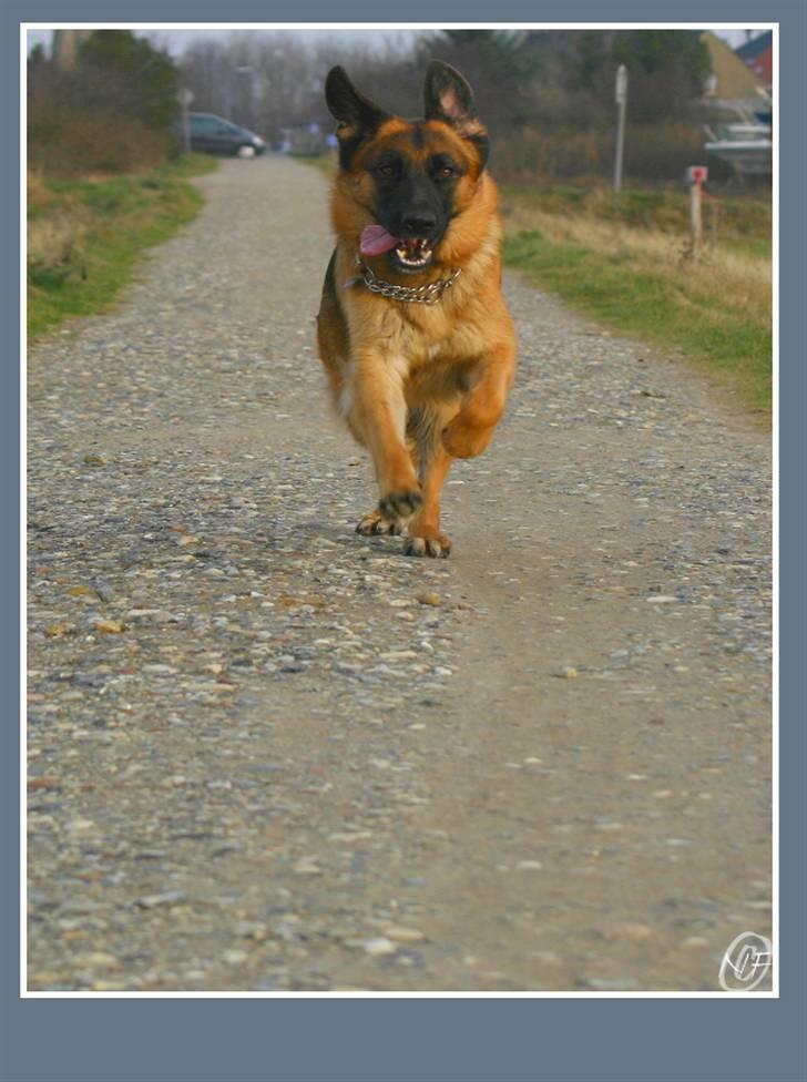 Schæferhund Sidney billede 9