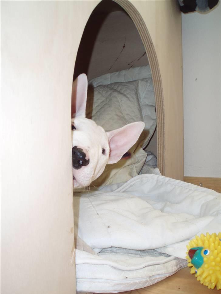 Bullterrier  Malou billede 4