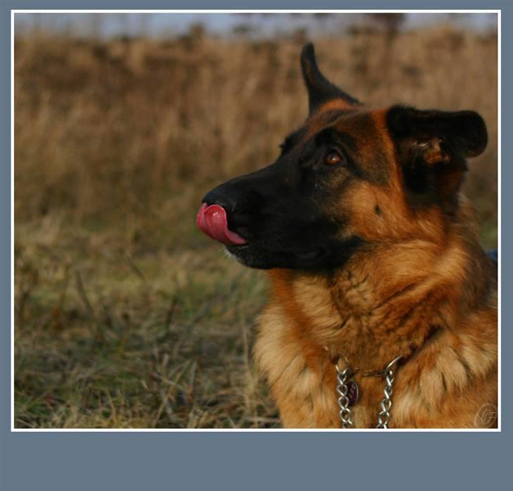 Schæferhund Sidney billede 10