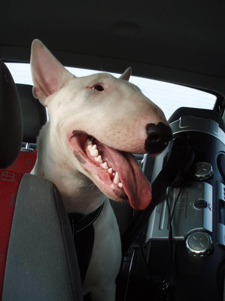 Bullterrier  Malou billede 5