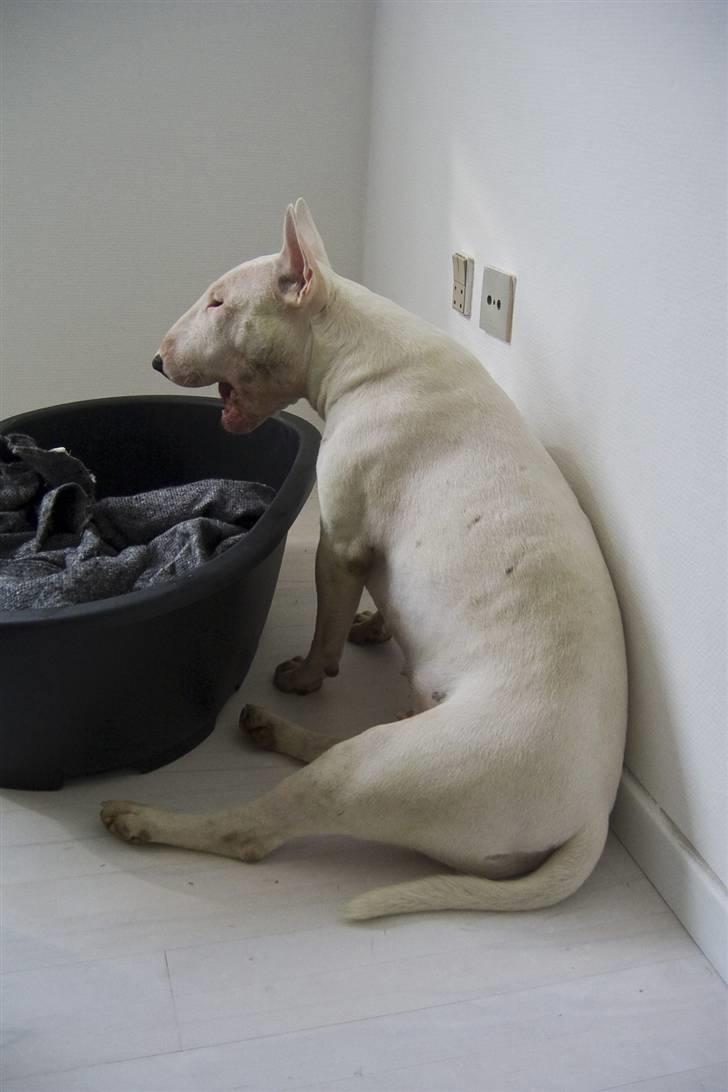 Bullterrier  Malou billede 6