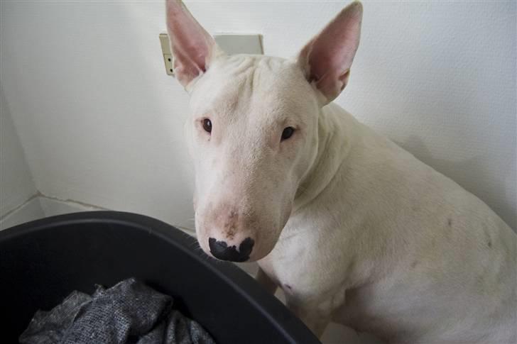 Bullterrier  Malou billede 7