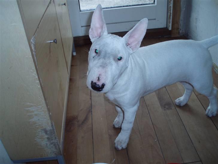 Bullterrier  Malou billede 8