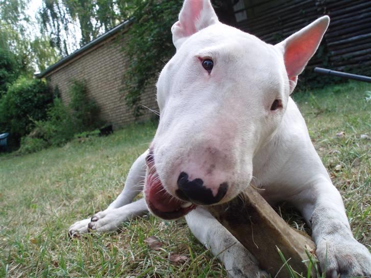 Bullterrier  Malou billede 9