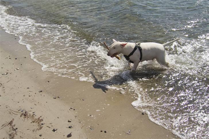 Bullterrier  Malou billede 10