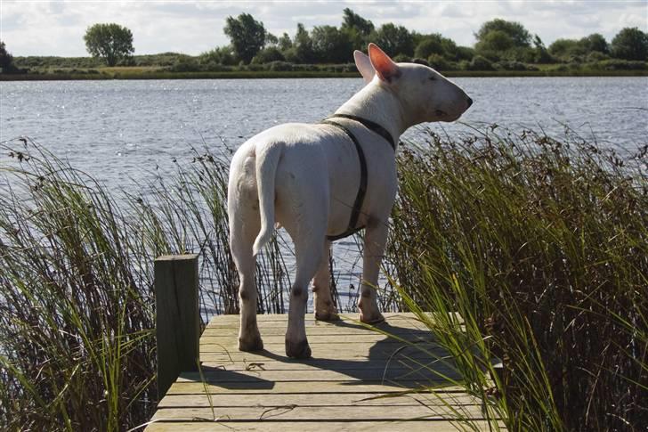 Bullterrier  Malou billede 11