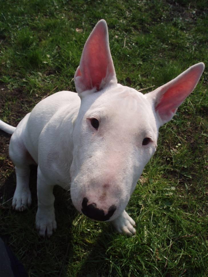 Bullterrier  Malou billede 12