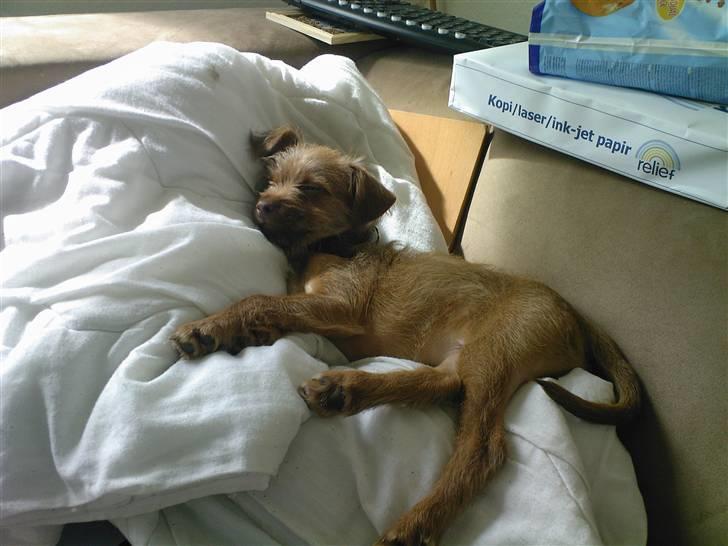 Blanding af racer bel (solgt) - nej ikke mere slik nu billede 6