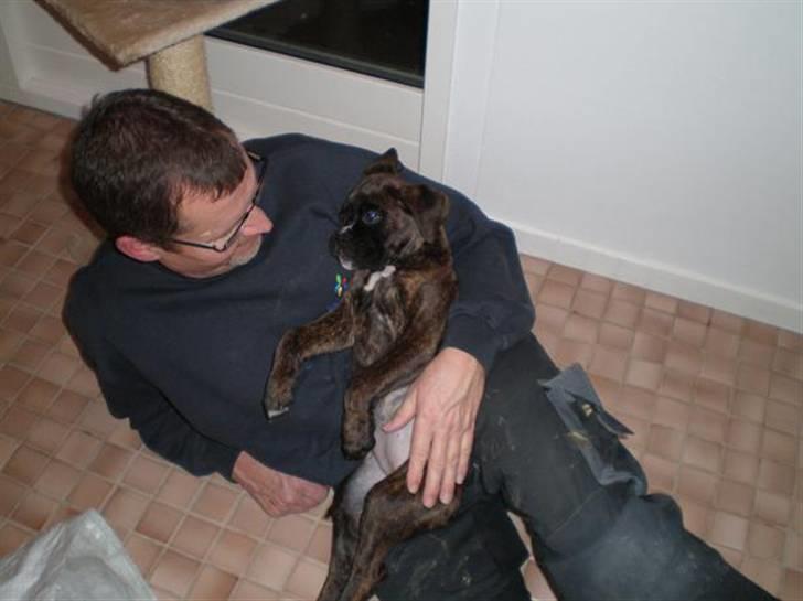 Boxer Mila billede 13