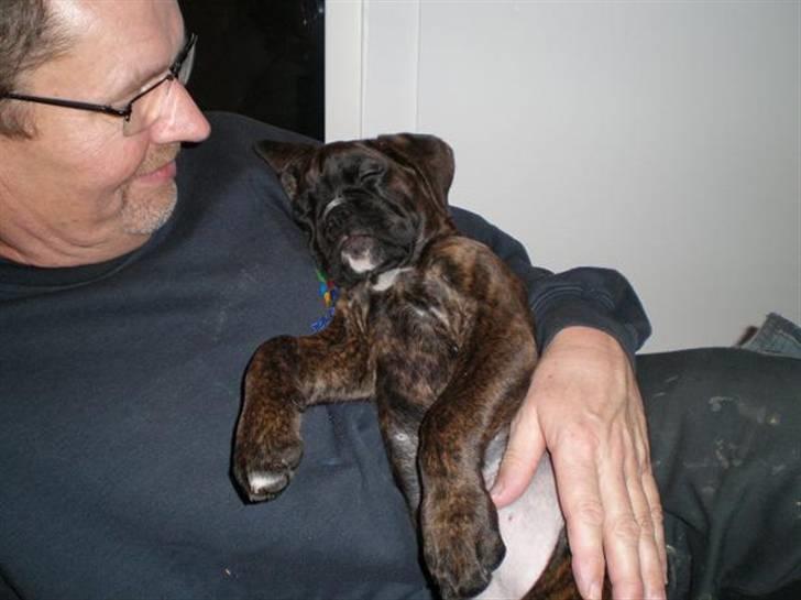 Boxer Mila billede 14