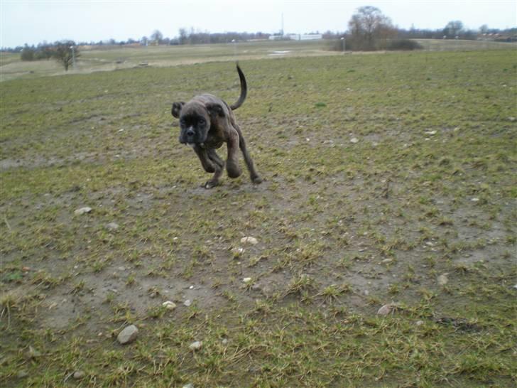 Boxer Mila billede 15