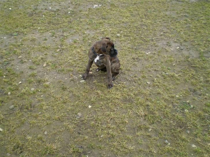 Boxer Mila billede 16