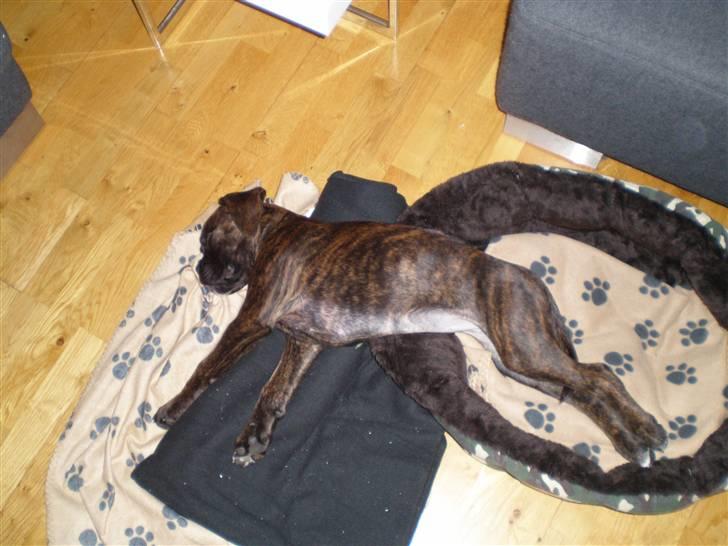 Boxer Mila billede 17