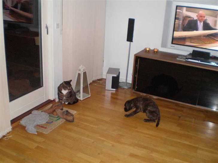 Boxer Mila billede 18