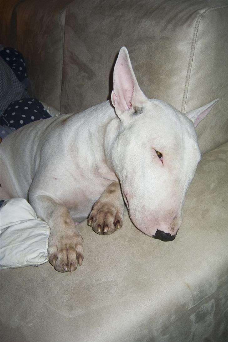 Bullterrier  Malou billede 13