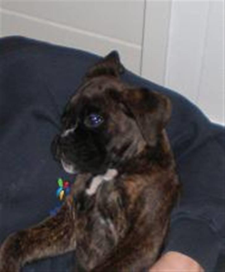 Boxer Mila billede 19