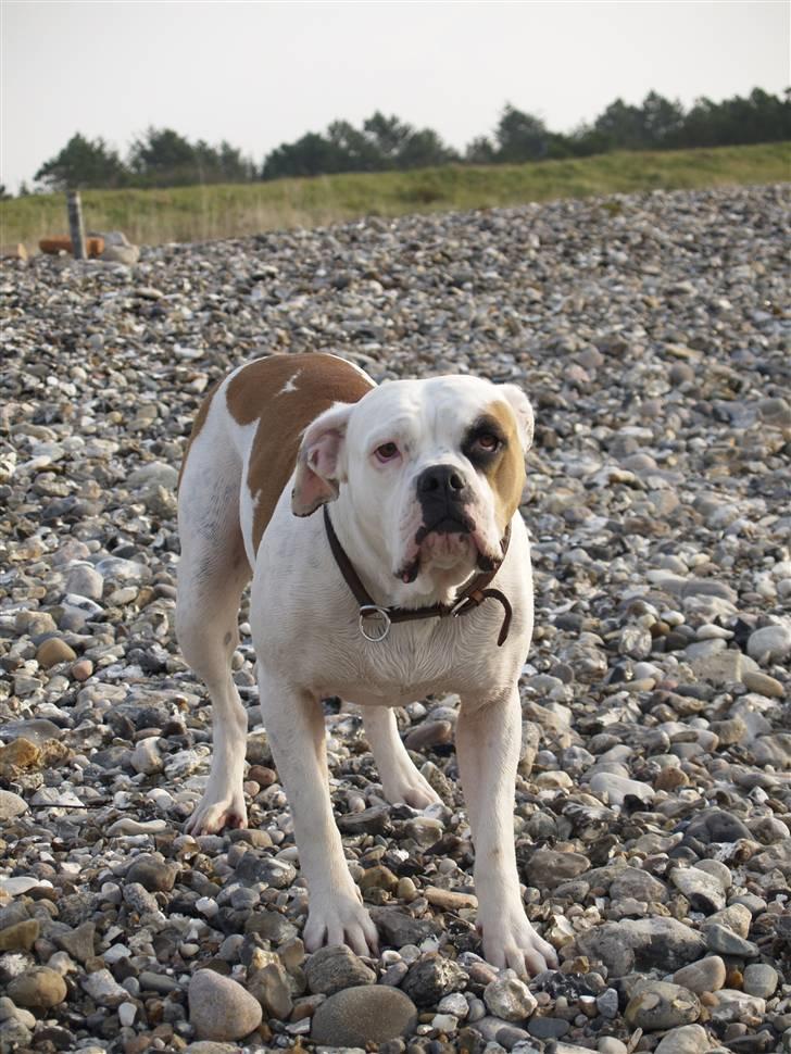 Amerikansk bulldog Nora Hund billede 17