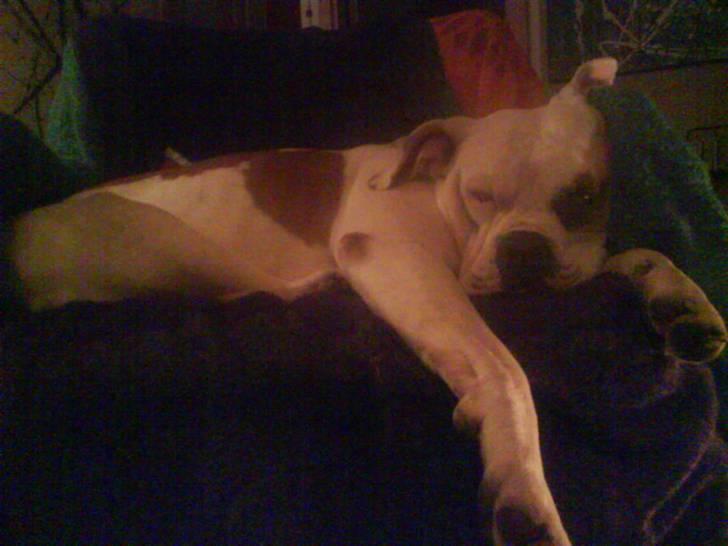 Amerikansk bulldog Nora Hund billede 18