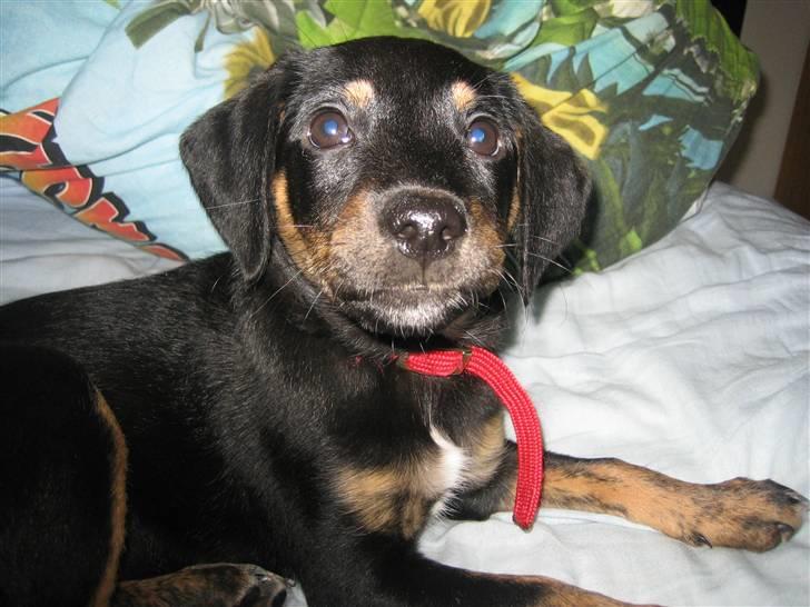 Blanding af racer Molly billede 1