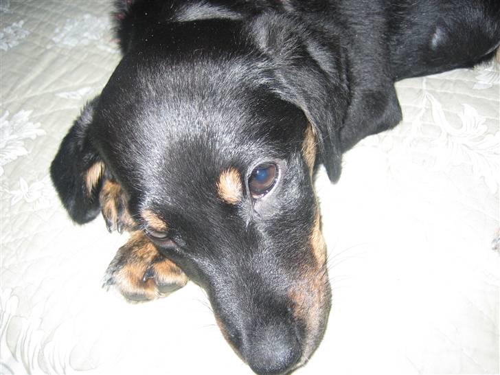 Blanding af racer Molly billede 2