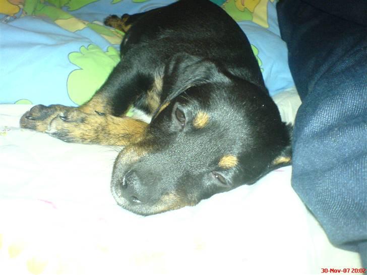 Blanding af racer Molly billede 3